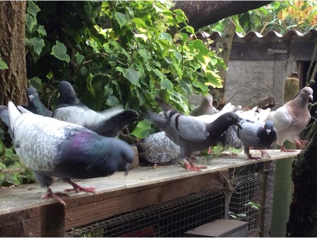 Photo Pigeons lynx de Pologne image 2/6