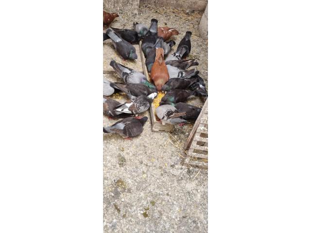 Photo Pigeons sortant du nid image 2/2