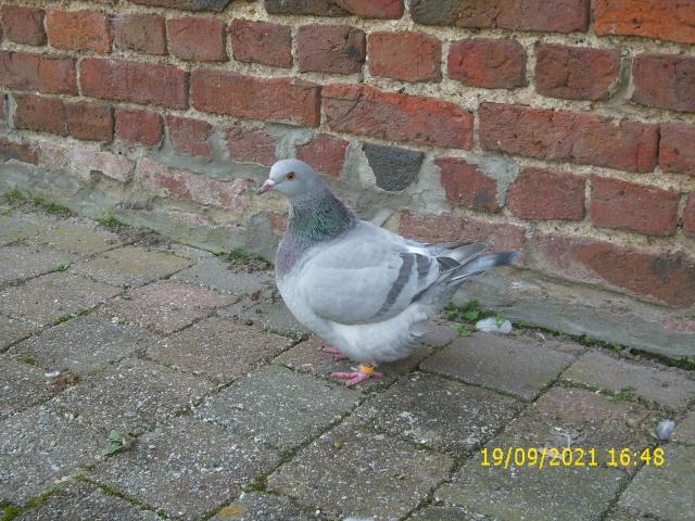 Photo Pigeons très familiers d'origine américaine image 2/5