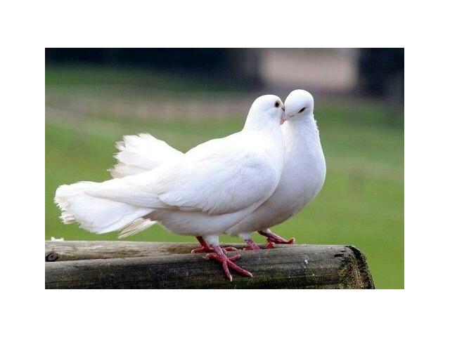 Photo PIGEONS VOYAGEURS BLANCS PURE RACE image 2/2