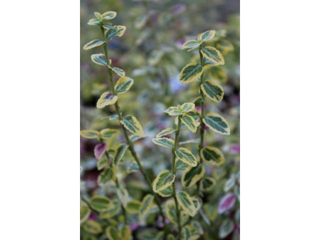 Photo Plantes tapissantes 1.80 CHF image 2/6