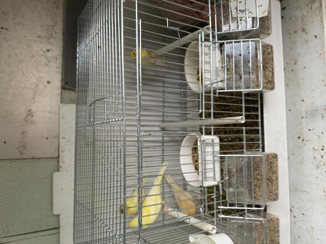 Photo Plusieurs Canaris image 2/4