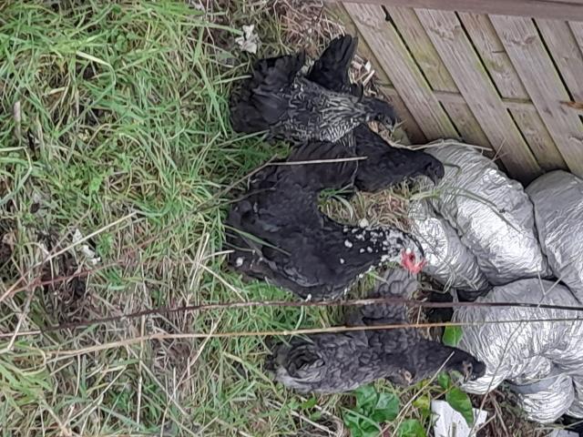 Photo plusieurs jeunes poules pondeuses image 2/4