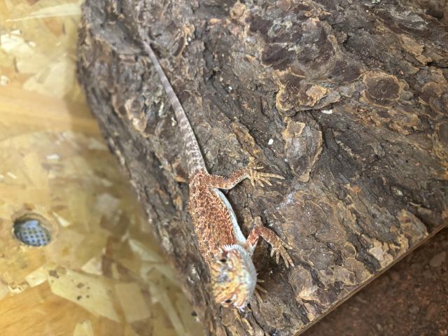 Photo Pogona à vendre avec terrarium image 2/6