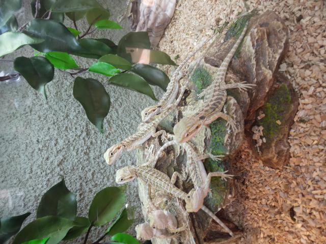 Photo Pogona juvenil image 2/2