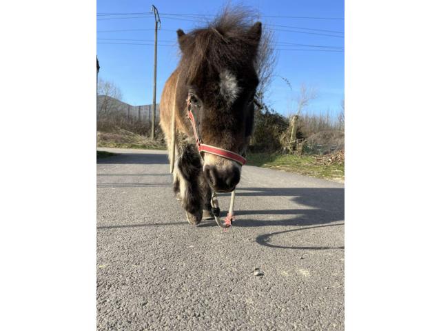 Photo Poney image 2/3