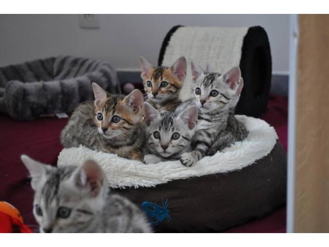 Photo Portée de 6 Superbes chatons Bengal Rosette LOOF image 2/2