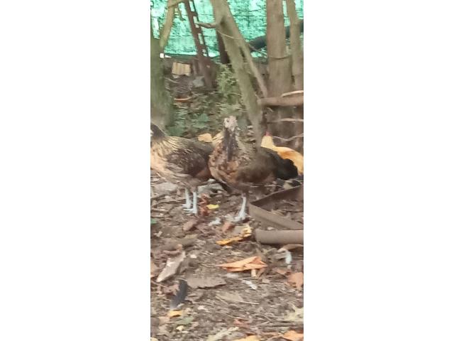 Photo Poule naine d'ornement image 2/4