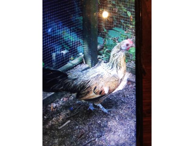 Photo Poule naine d'ornement image 2/2