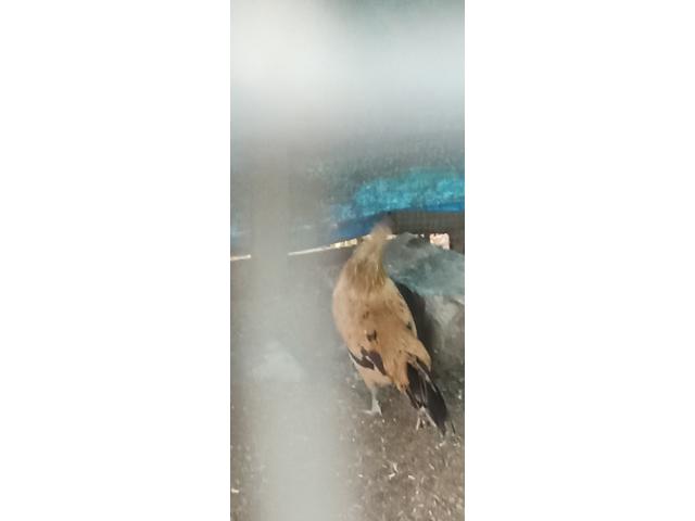 Photo Poule Phoenix image 2/4