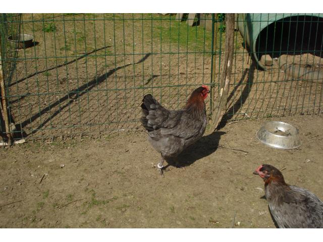 Photo Poules et coqs Marans image 2/3