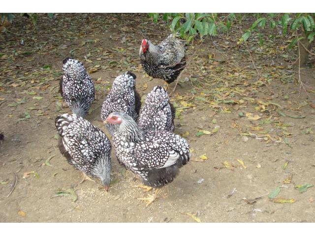 Photo Poules et coqs Wyandotte grande race image 2/3