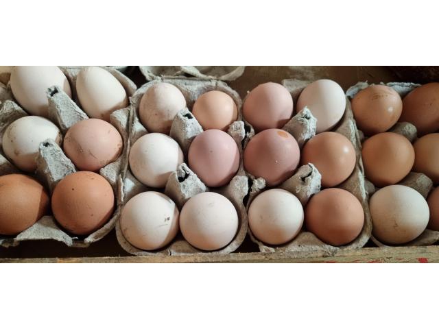 Photo Poules et oeufs image 2/2