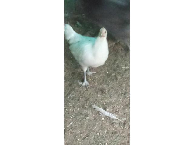 Photo Poulette semi leghorn image 2/2