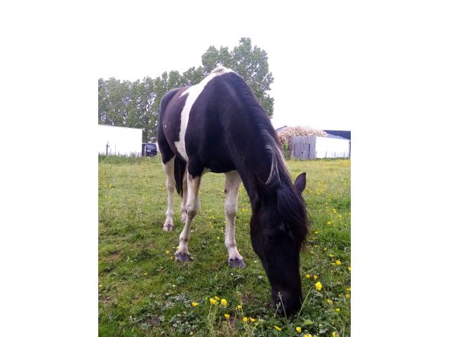 Photo Pouliche image 2/3