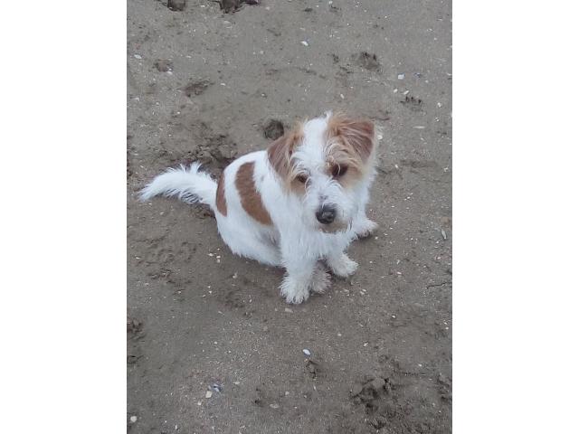 Photo Pour Saillie: Jack Russel à poils rudes image 2/3