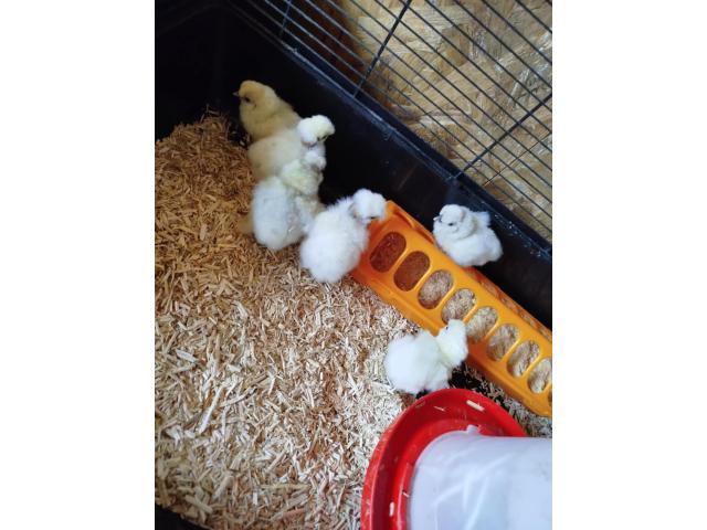 Photo Poussin de soie image 2/2