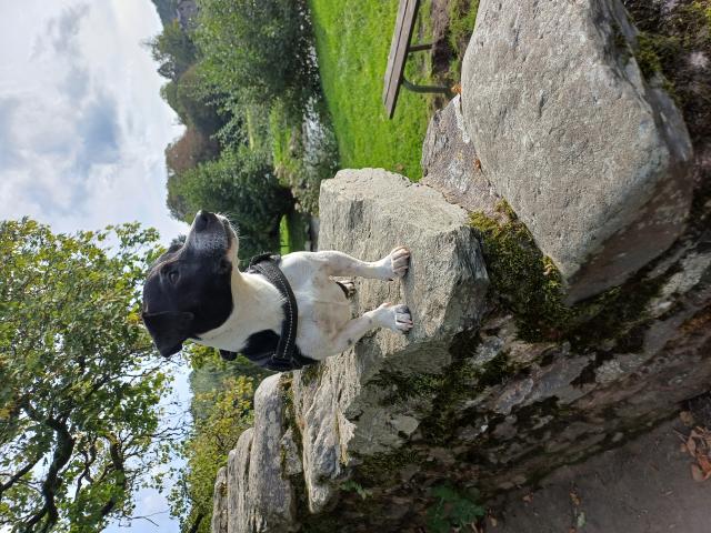Photo Propose Jack Russel mâle pour saillie image 2/2