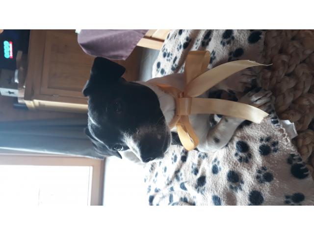 Photo Propose mâle Jack Russel pour saillie image 2/6