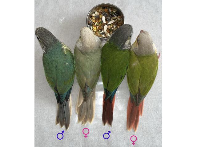 Photo Pyrrhura conure eam apprivoiser image 2/6