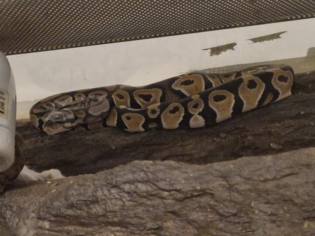 Photo Python royale avec son terrarium image 2/3