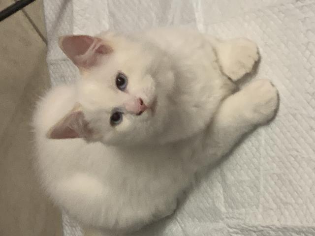 Photo Ragdoll pure race image 2/4