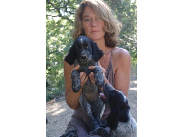 Photo Rare chiots epagneuls bleus de picardie LOF image 2/6