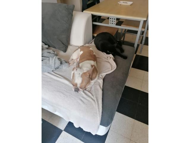 Photo Recheche une femme bouledogue français pour saillie image 2/2