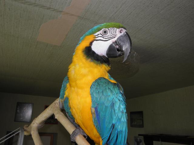 Photo RECHERCHE ARA ARARAUNA image 2/2