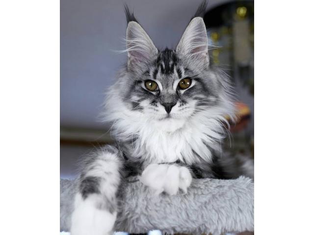 Photo Recherche Maine Coon image 2/6