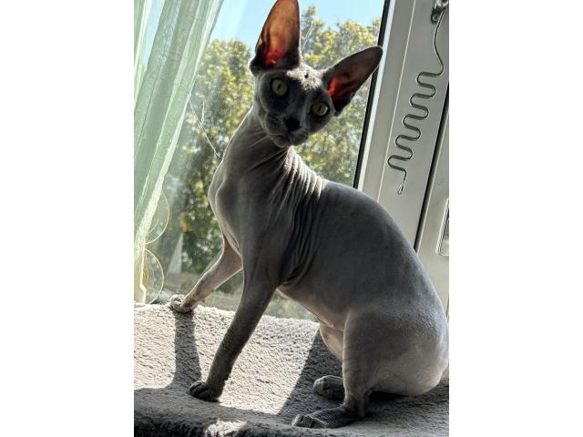 Photo Recherche mâle pour saillie image 2/3