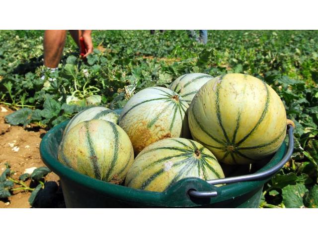 Photo Recherche un emploi à la cueillette des melons image 2/6