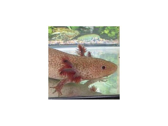 Photo Recherches axolotl image 2/3