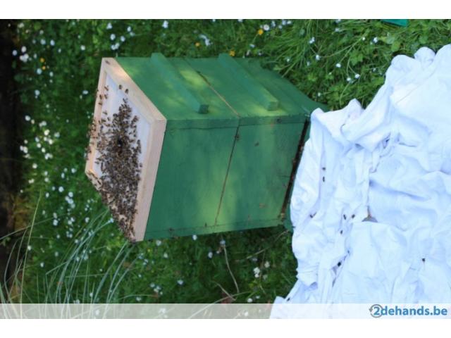 Photo Récupère gratuitement essaim d'abeilles +pot de miel GRATUIT image 2/5