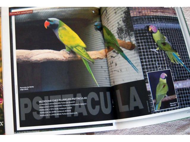 Photo Revue sur les PSITTACULAS les Lorius TRIMESTRIELLE ( mutations colorées etc documentations, revue 90 image 2/5
