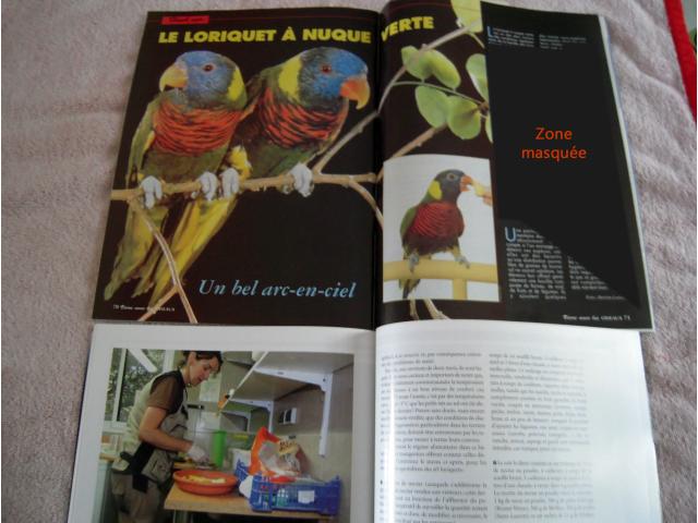 Photo Revues LORIQUETS ( Swainson .. ) et les LORIS en long en large oiseaux exotiques, oiseaux documentat image 2/6