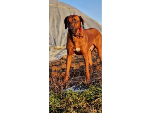 Photo RHODESIAN RIDGEBACK (LOSH) pour SAILLIE image 2/6