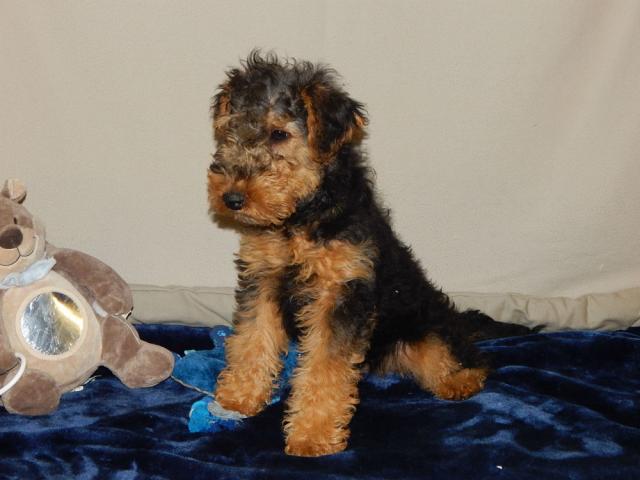 Photo Rosy superbe chiot welsh terrier femelle à vendre ! image 2/4