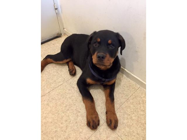 Photo Rottweiler chiot image 2/3