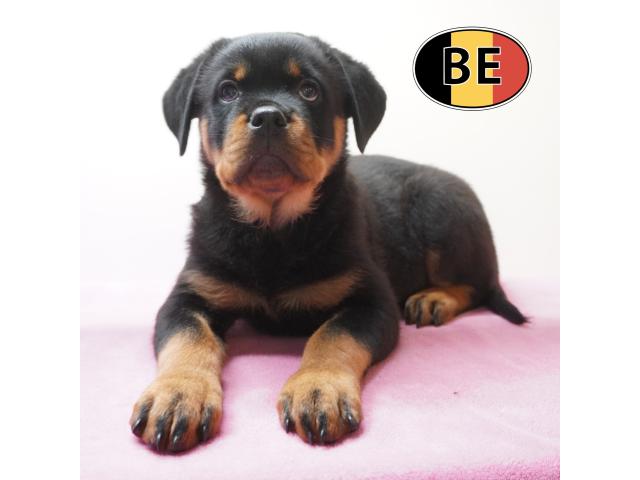 Photo Rottweiler Chiots puissants, nobles et équilibrés à vendre image 2/6