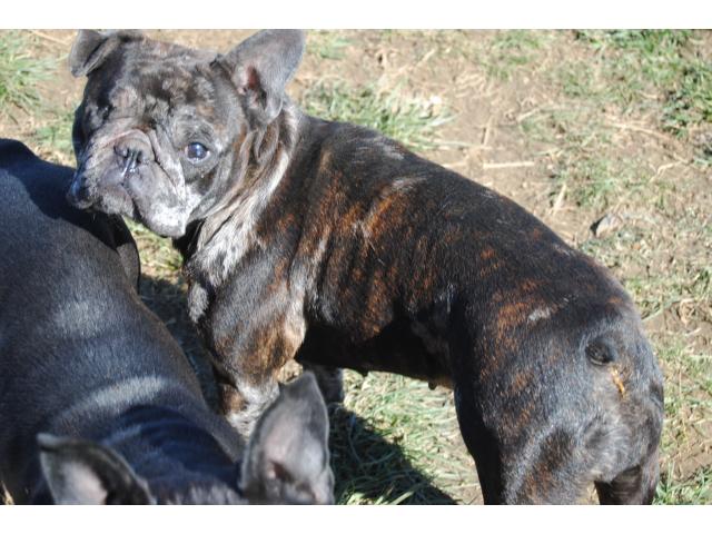 Photo Roxy disponible de suite A TROUVE SA FAMILLE image 2/3