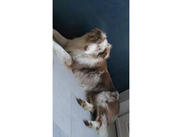 Photo Saille border collie merle chocolat image 2/4