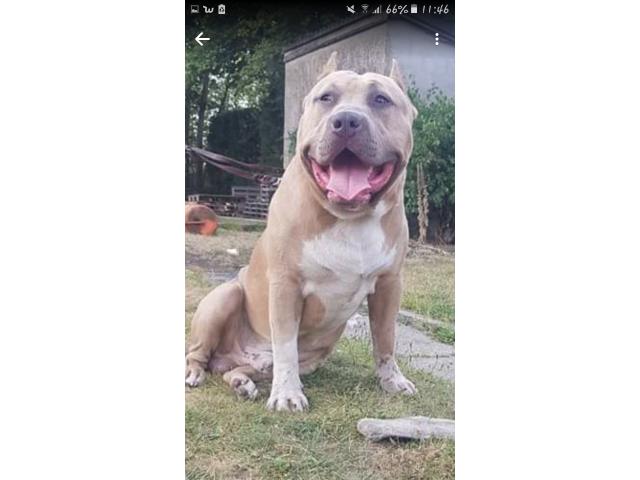 Photo Saillie american bully image 2/3