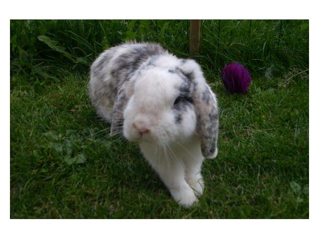 Photo Saillie avec magnifique lapin nain a donner image 2/3