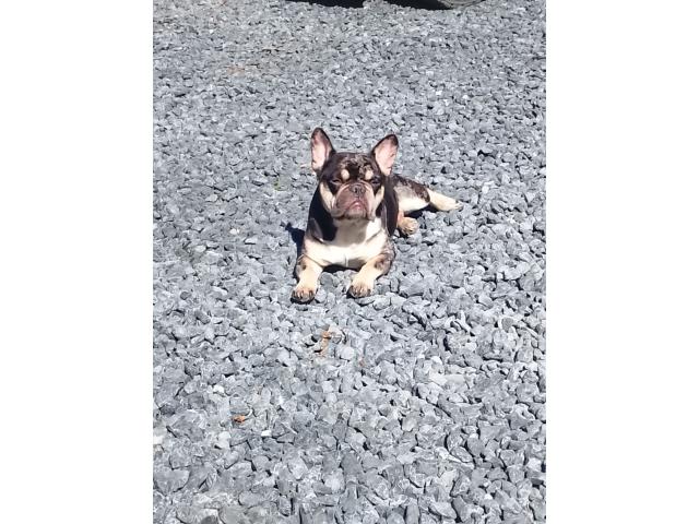 Photo Saillie bouledogue français image 2/3