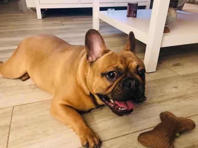 Photo Saillie bouledogue français image 2/3