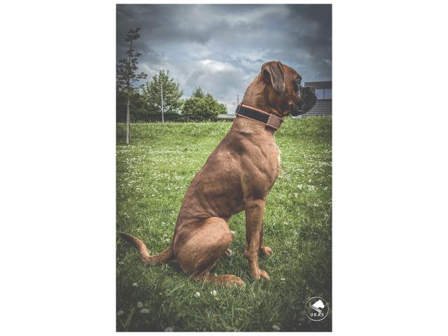 Photo Saillie Boxer image 2/6