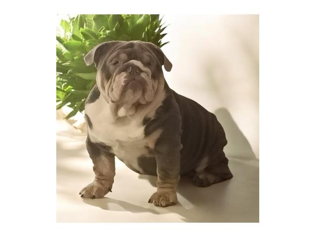 Photo Saillie bulldog anglais lilas tri image 2/3