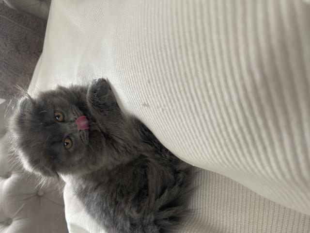 Photo Scottishfold de 3 mois image 2/3