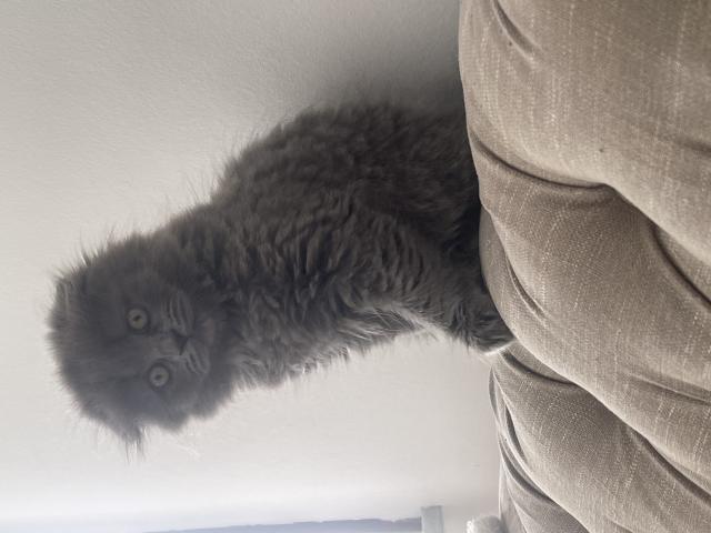 Photo Scottishfold longhair femelle image 2/2